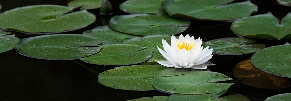 Eine Seerose auf einem Teich